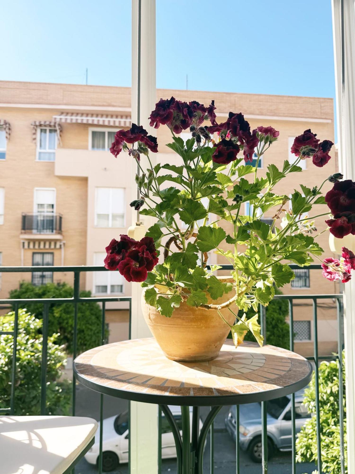 El Balcon De La Luz * Sevilla
